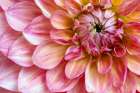 USA, Washington State, Sammamish. Dahlia closeup Art Print